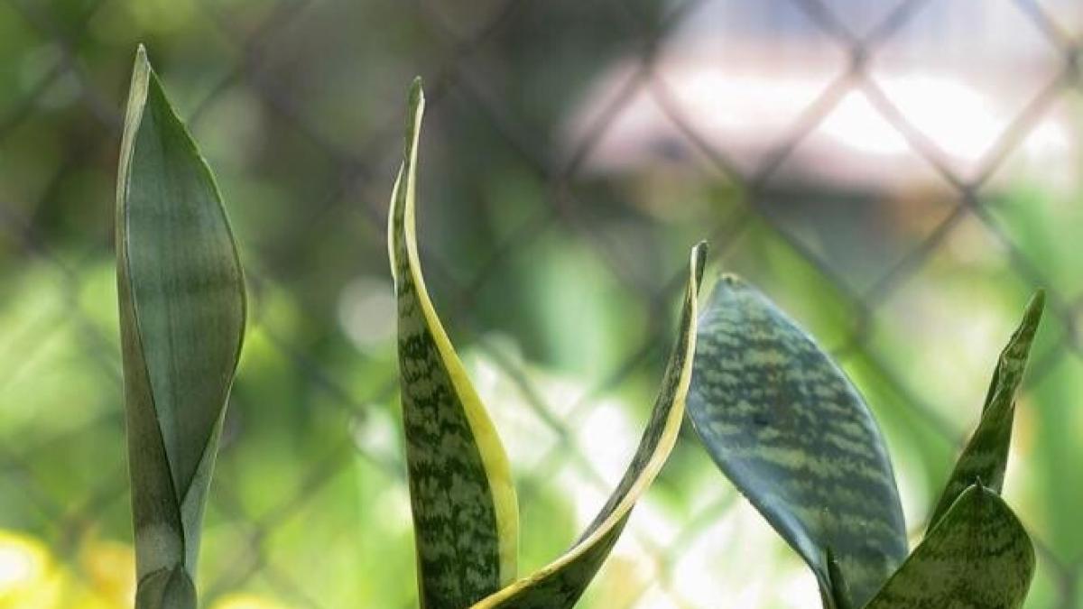 nu-au-nevoie-de-ghivece-mari--5-plante-care-iubesc-vasele-mici_93202900