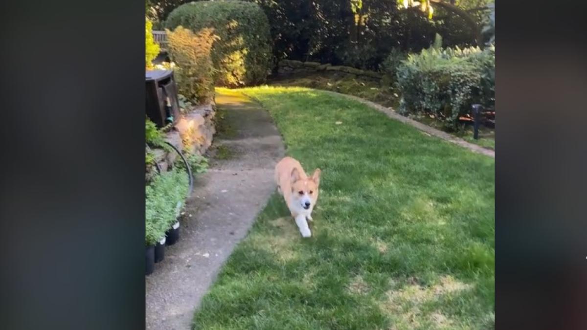 caine_pesti_tiktok_29542600