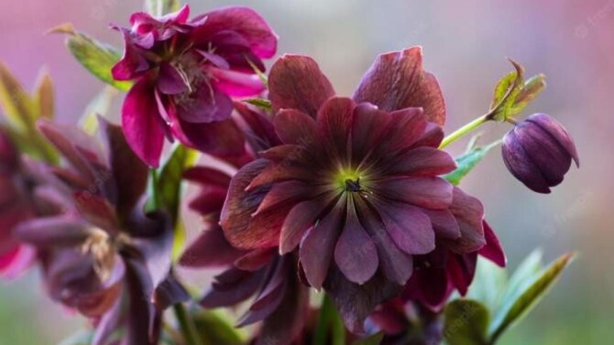 ai-ramas-fara-idei-pentru-cadourile-de-craciun--iata-3-plante-splendide-si-ieftine--cu-care-iti-vei-impresiona-familia-si-prietenii_89271800