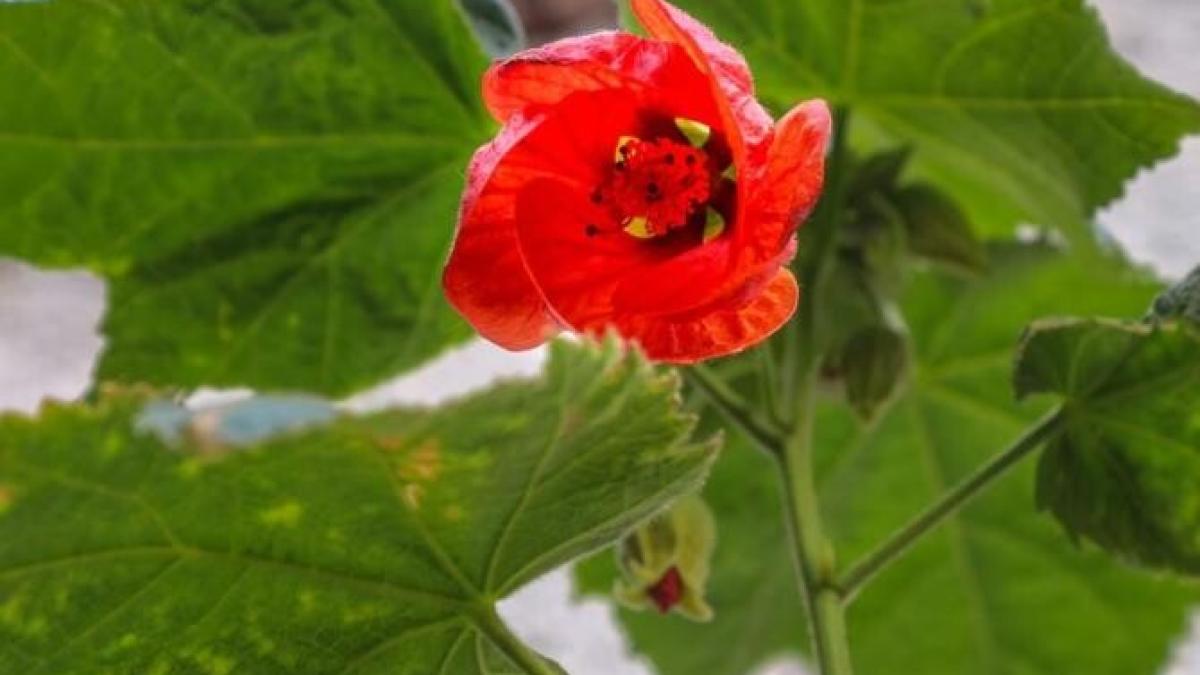 ingrasamant-natural--preparat-acasa--plantele-vor-creste-rapid-si-nu-vei-cheltui-niciun-leu_97446800