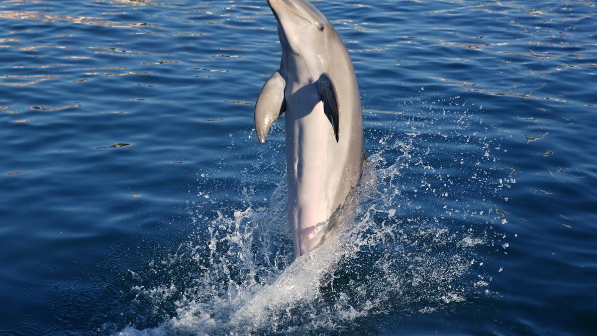 delfin-afectat-de-bombardamente_22088000