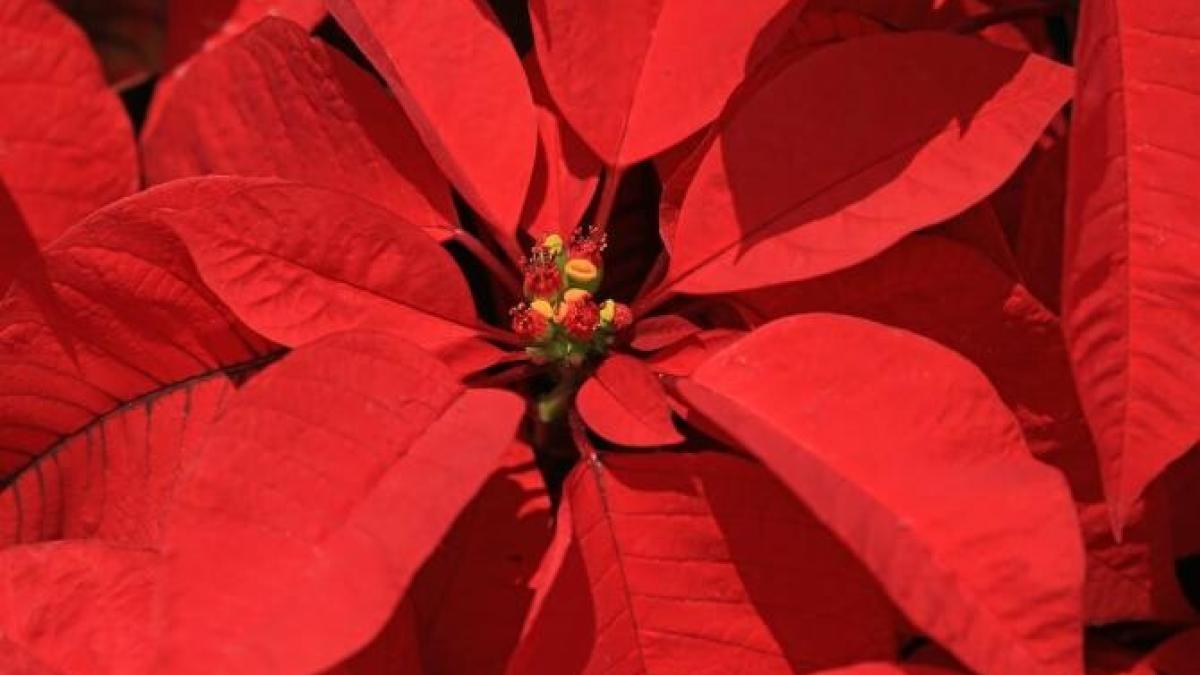 craciunita_planta_foto_pexels_25686400