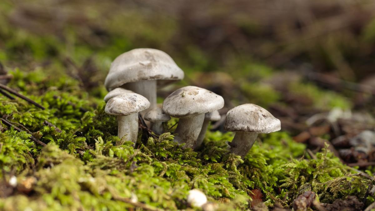 ciuperci-beauty_77044800