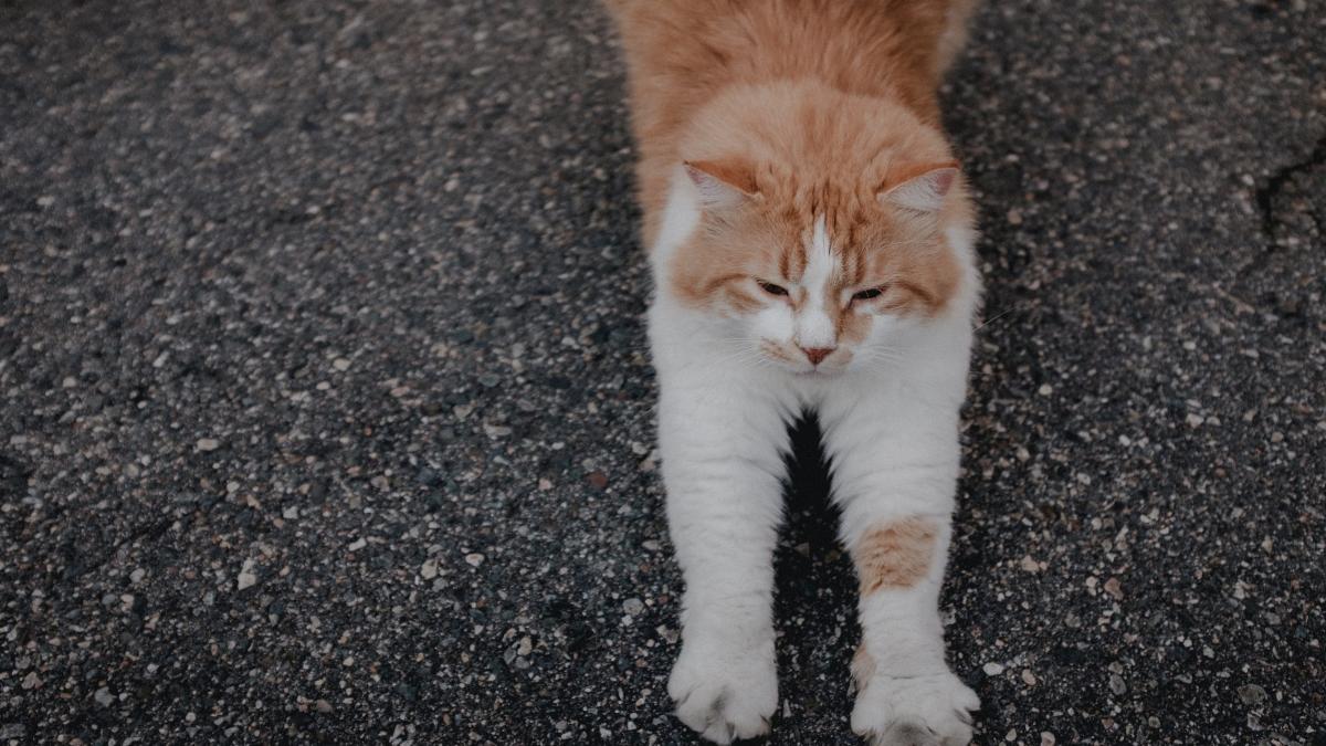 pisica-cozonaci_69954700