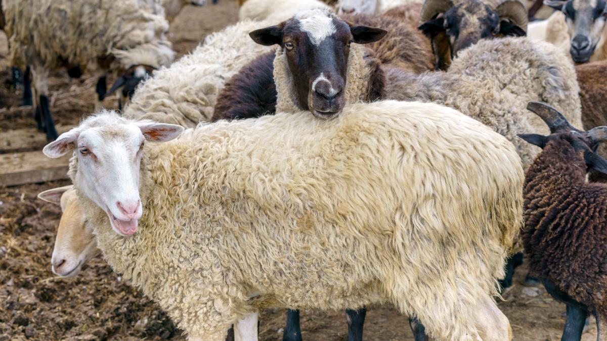 programul-lana-2023_12857400