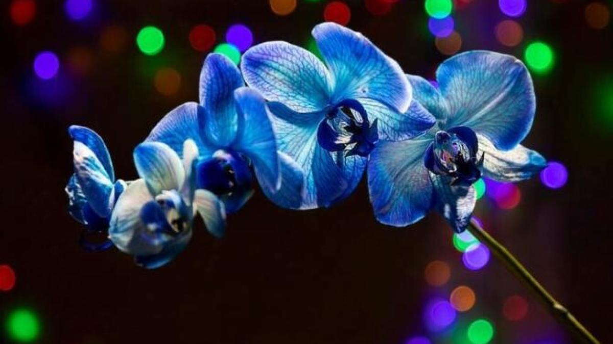 orhideea-va-fi-sanatoasa-si-luxurianta--ce-trebuie-sa-faci-ca-sa-infloreasca-la-nesfarsit-si-sa-reziste-multi-ani_52173600