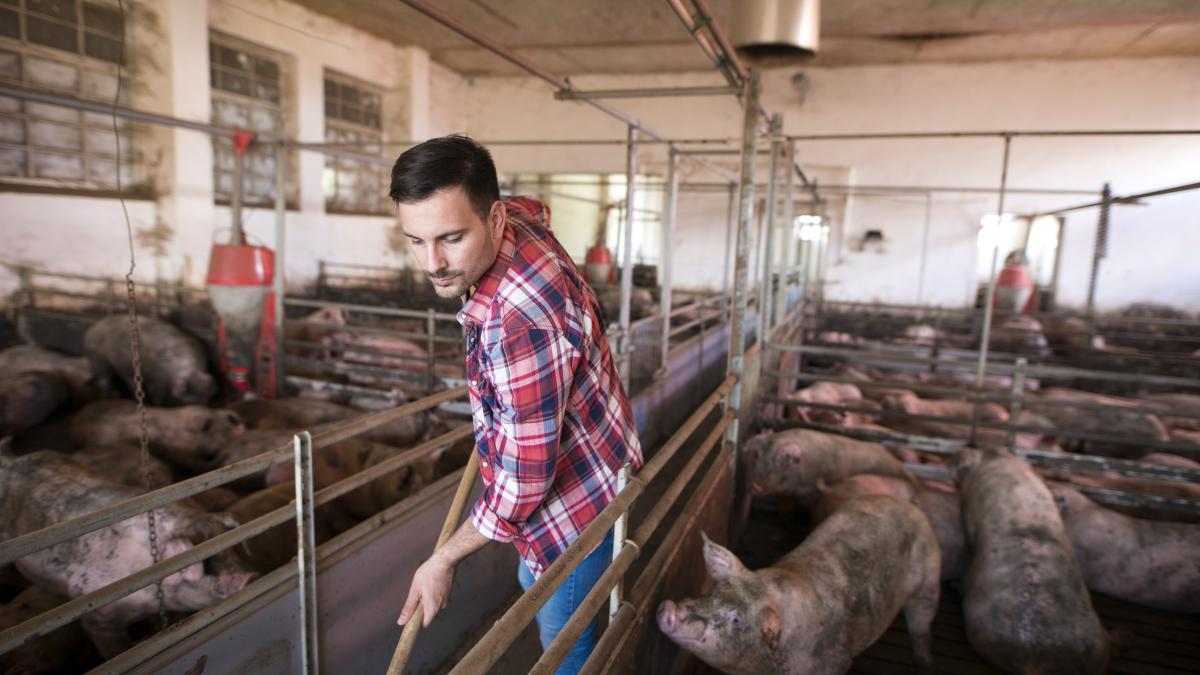 crescator-de-porci_29716800