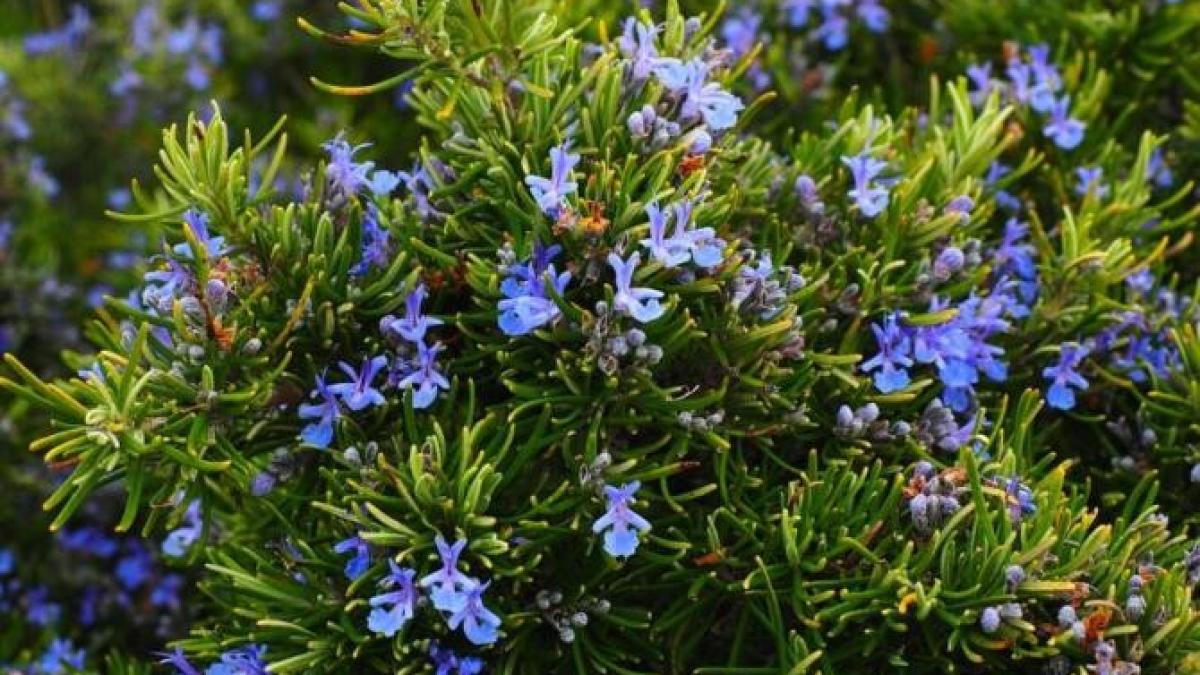 rozmarinul--planta-care-a-salvat-mii-de-oameni--iata-cum-se-poate-folosi_55681700