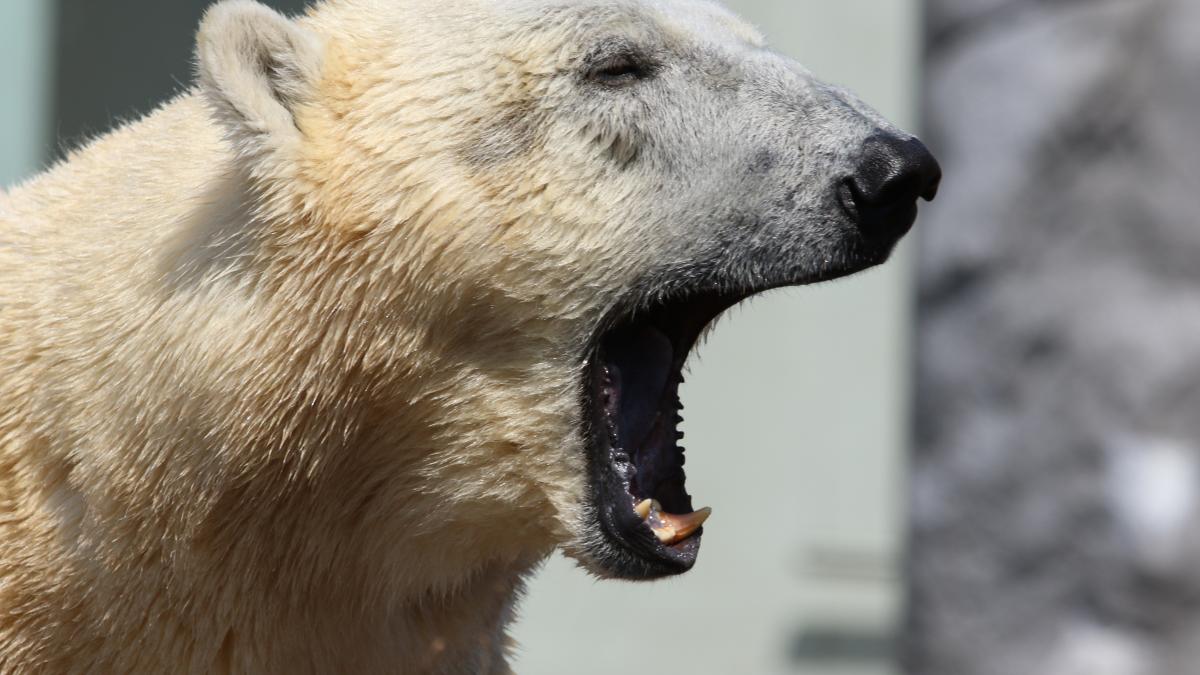 urs-polar-specii-disparitie_94259200