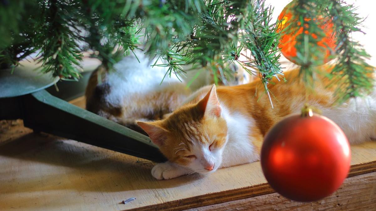 pisica-brad-trucuri-craciun_85730800