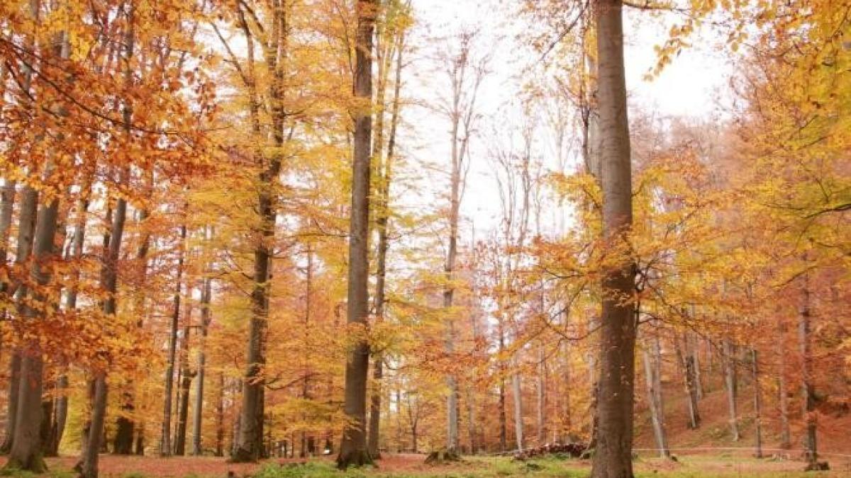 lege-paduri-usr_65645600