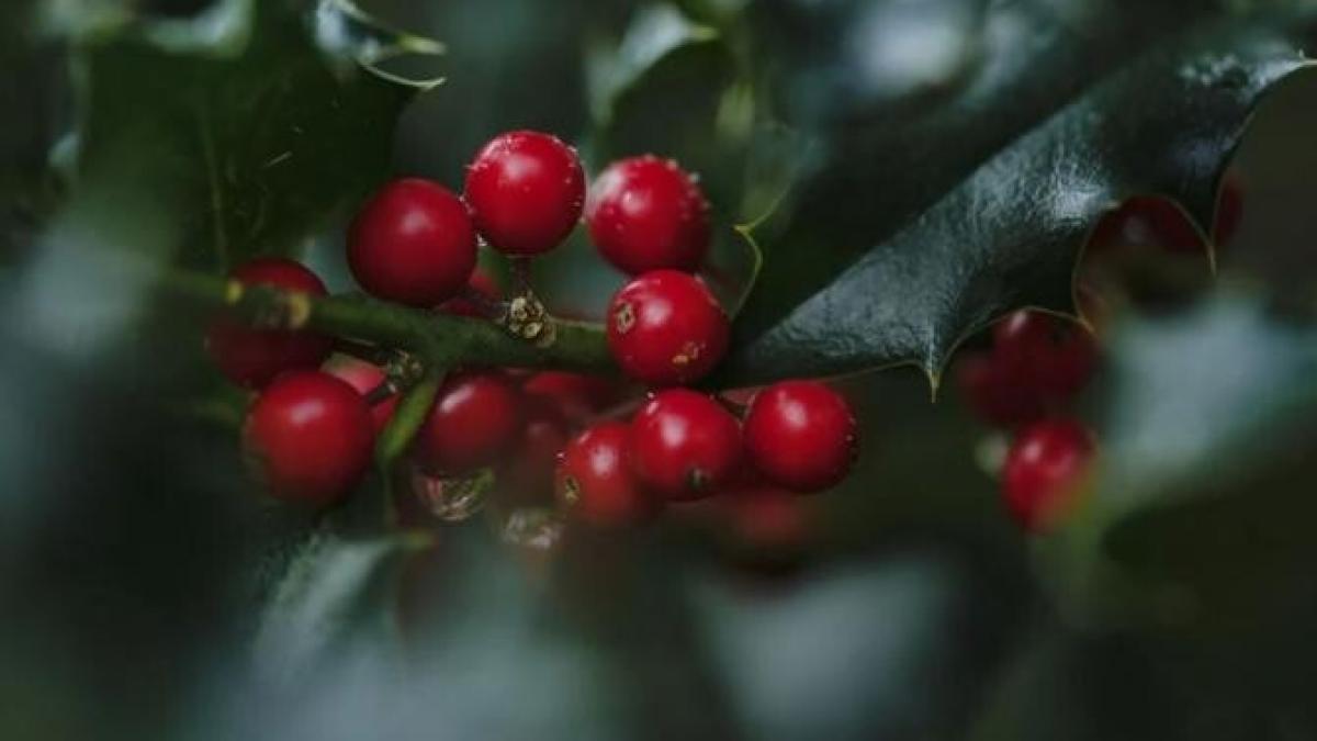 trei-plante--daruite-traditional-de-craciun--trebuie-eliminate-imediat-din-casa--sunt-toxice_34208200