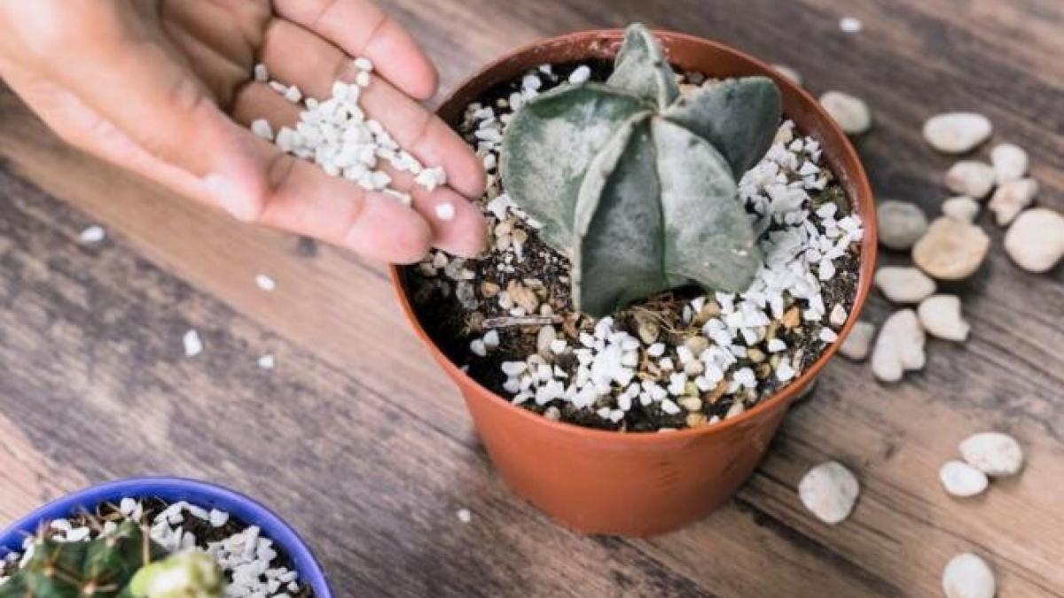 ce-trebuie-sa-verifici-inainte-de-a-cumpara-plante-din-florarii_15837400