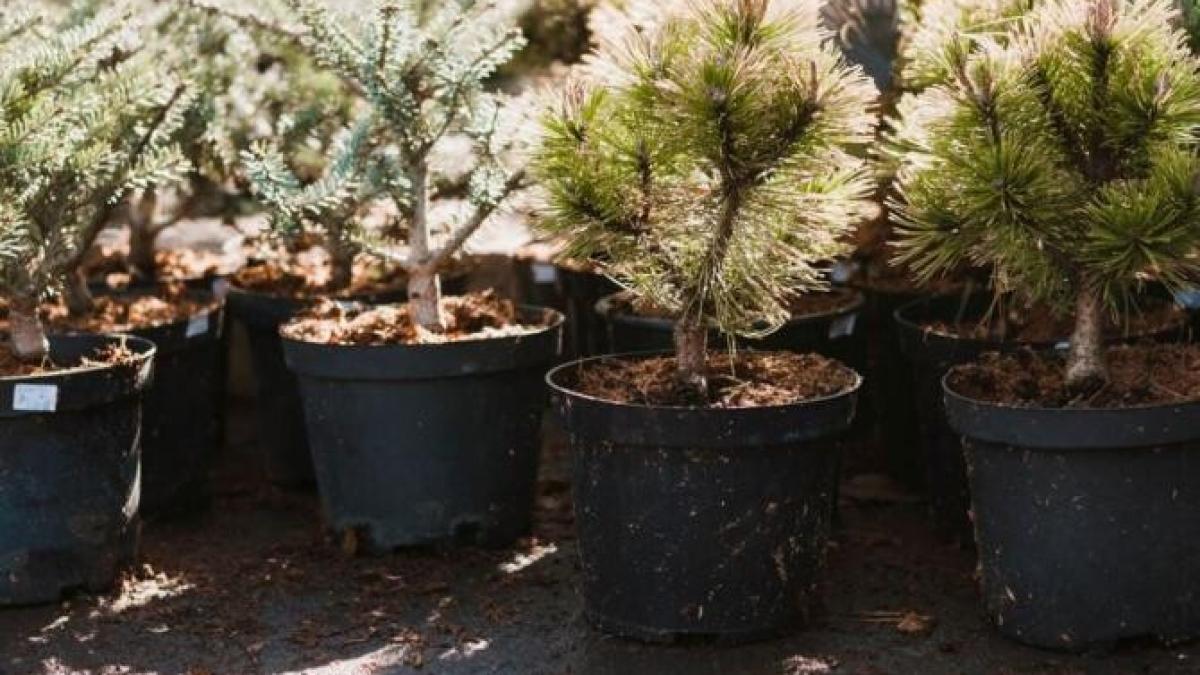 bradul-de-craciun-in-ghiveci--cum-sa-l-plantezi-corect-dupa-sarbatori--astfel-incat-sa-supravietuiasca_80352300