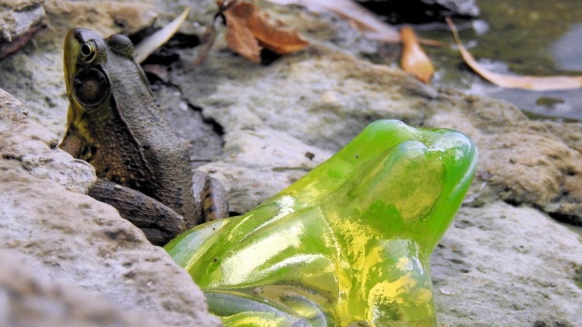 broasca-prc-e2prc-80prc-9ede-sticlaprc-e2prc-80prc-9d--cheia-intelegerii-cheagurilor-de-sange--cum-devine-aceasta-vietate-transparenta_97566800