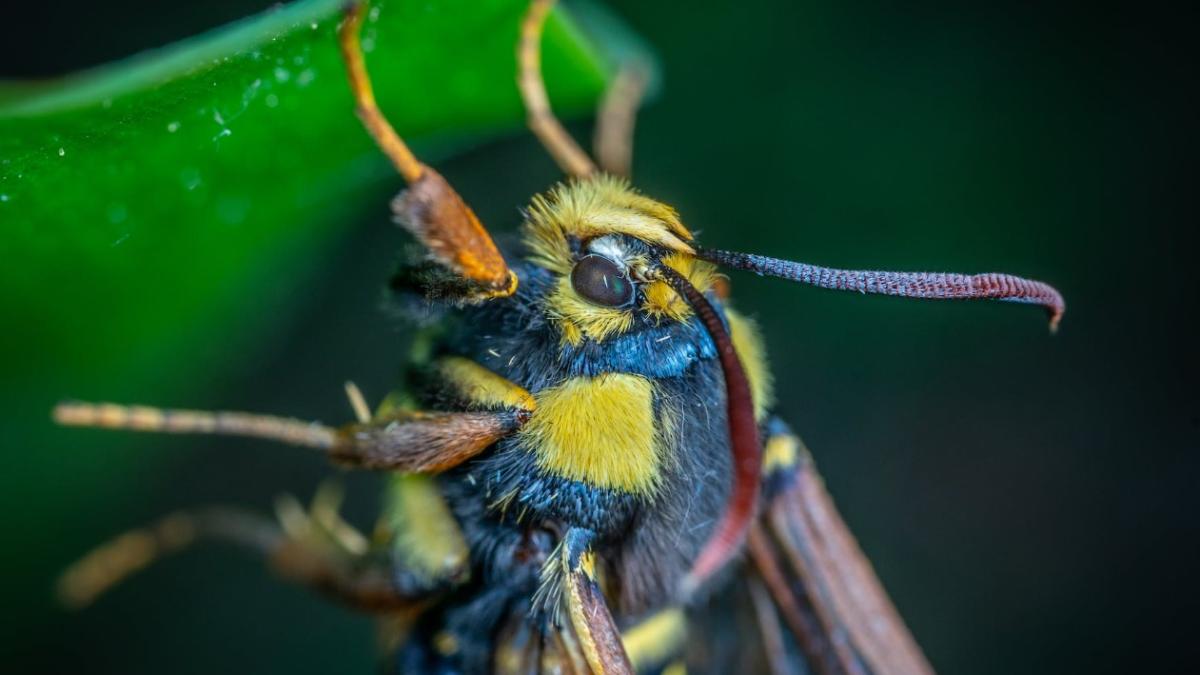 corectitudinea-politica-a-ajuns-si-in-stiinta--ce-insecte-sunt-redenumite_85885200