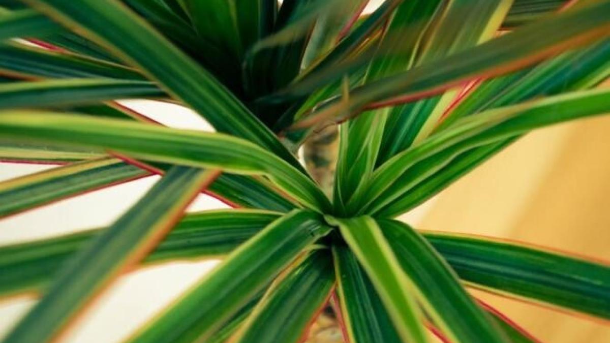 plantele-care-purifica-cel-mai-bine-aerul-din-apartament_32637400