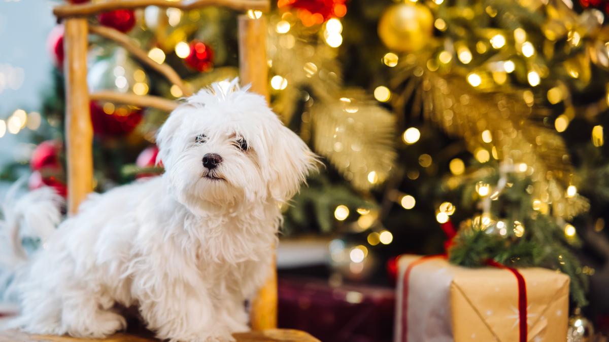 catel-craciun3_93807900