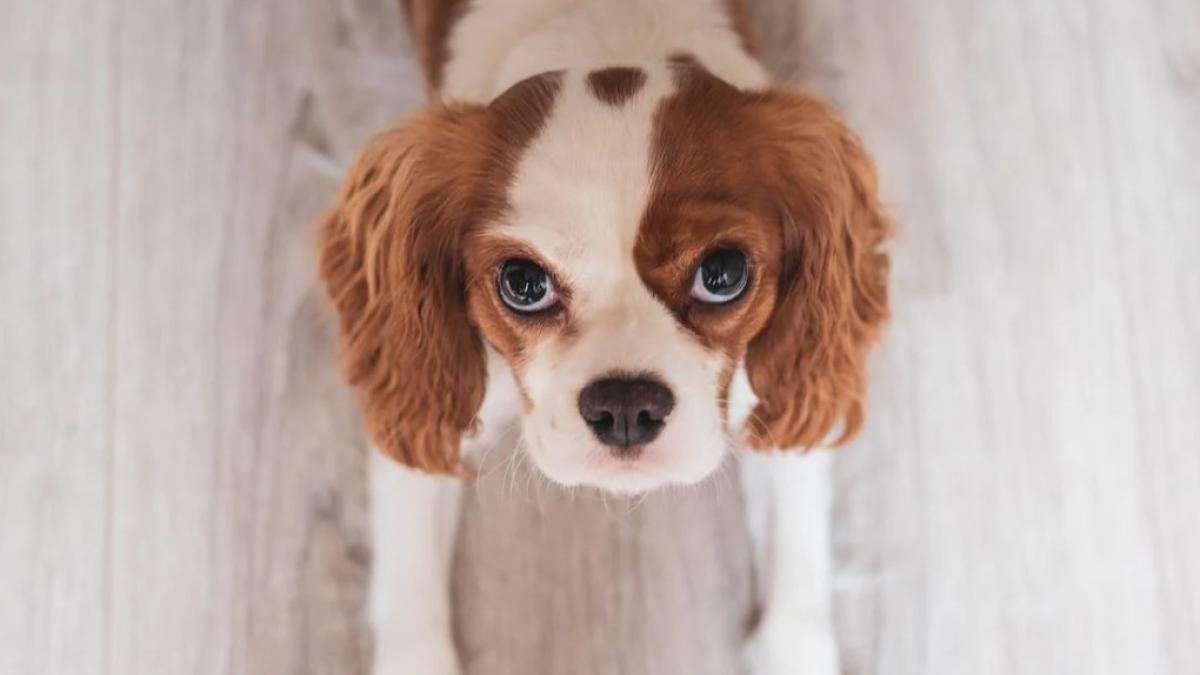 catel_foto_pexels_14057700