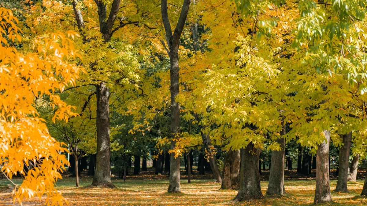 padurile-din-jurul-bucurestiului-inaccesibile-pentru-cetateni-aurel-oprinoiu-diana-buzoianu_88090000