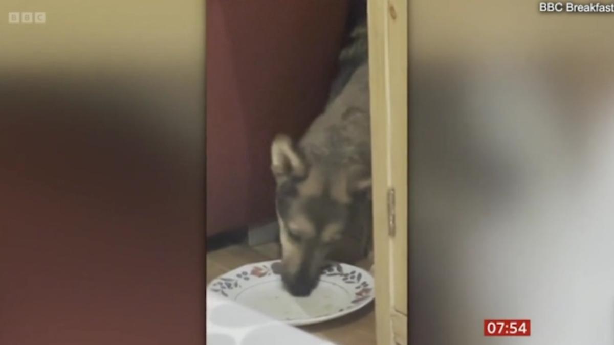 caine-traumatizat_08966700