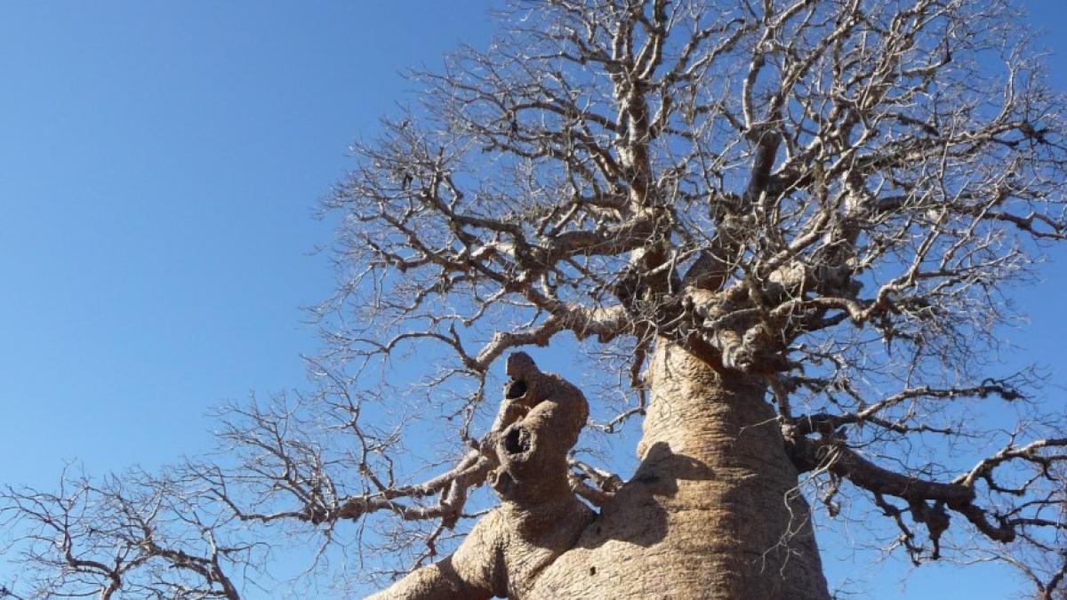 misiunea-vietii-pentru-un-senegalez-vrea-sa-planteze-5-milioane-de-copaci-in-5-ani_15321800