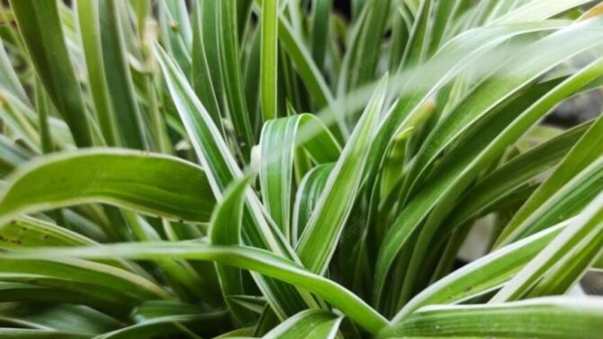 trei-plante-de-interior-care-te-vor-scuti-de-praf-si-umezeala_94293100