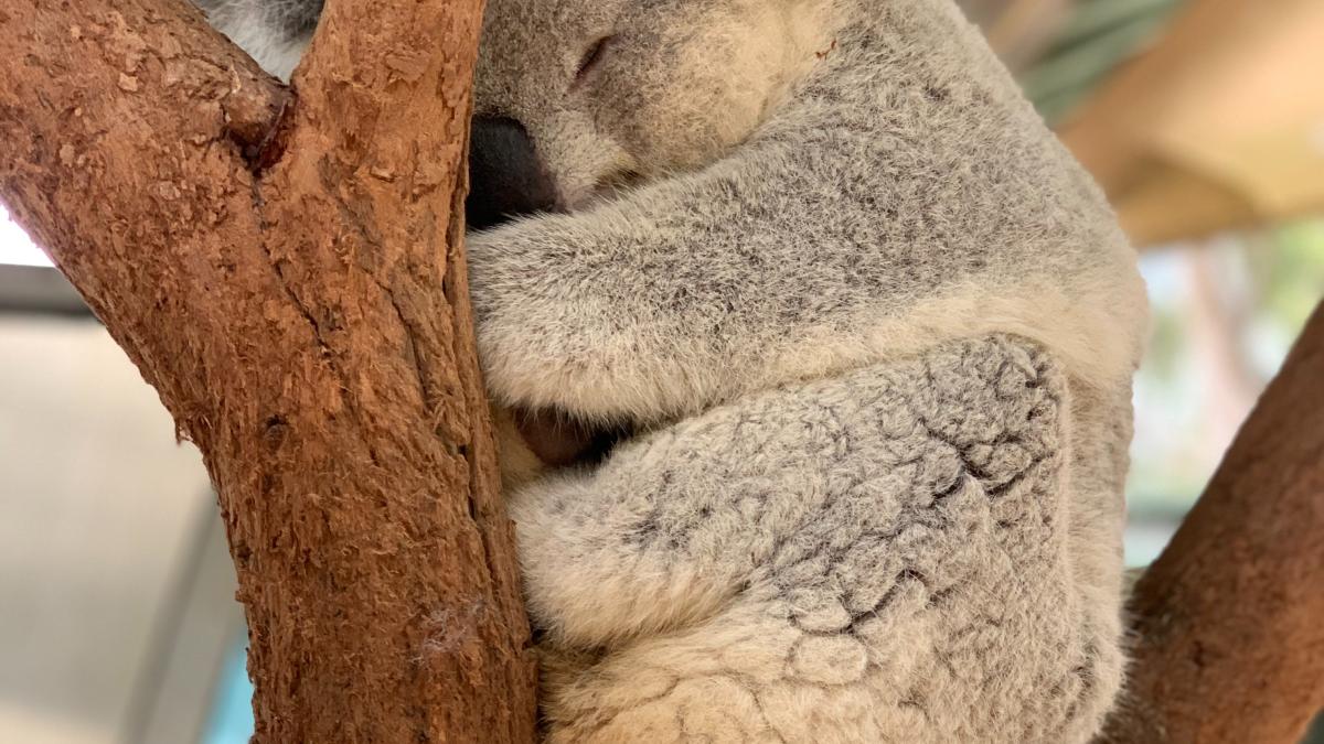 pexels-inteligenta-animalelor_15102300