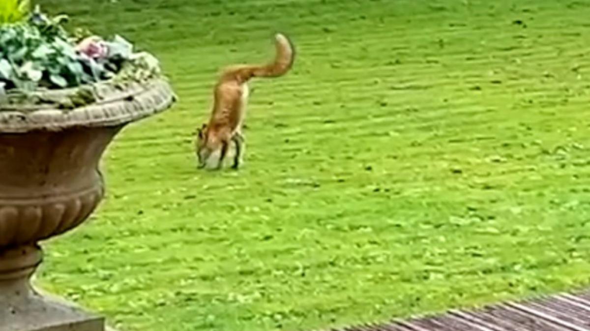 vulpe-doua-picioare_20008600