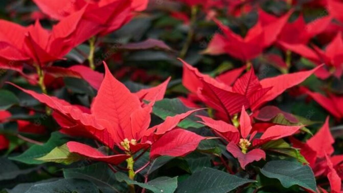 ai-primit-in-dar-o-craciunita--iata-cum-sa-o-ingrijesti-corect-ca-planta-sa-nu-moara_56380300