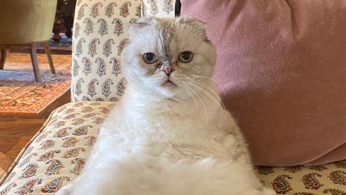 olivia--pisica-lui-taylor-swift_79453700