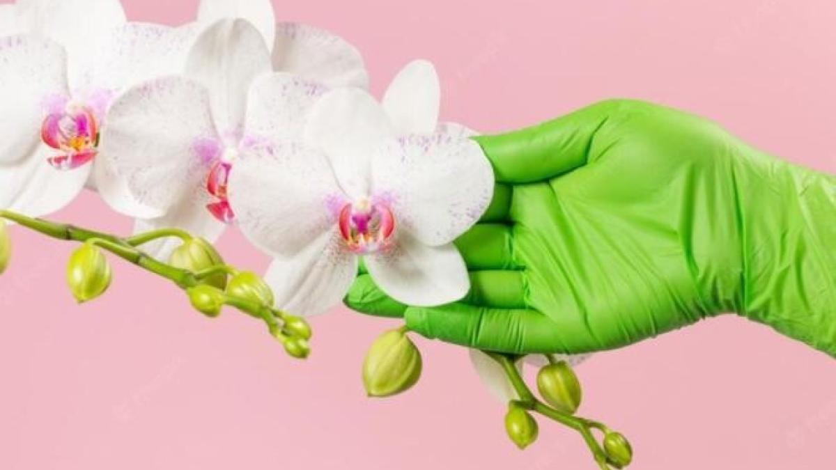 apa-de-portocale--benefica-pentru-orhidee_16653700