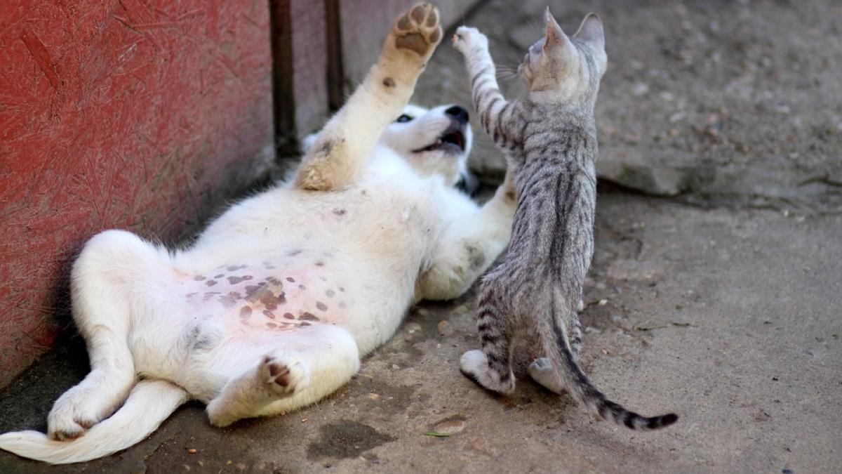 pisica-caine-trucuri-prieteni_61726800