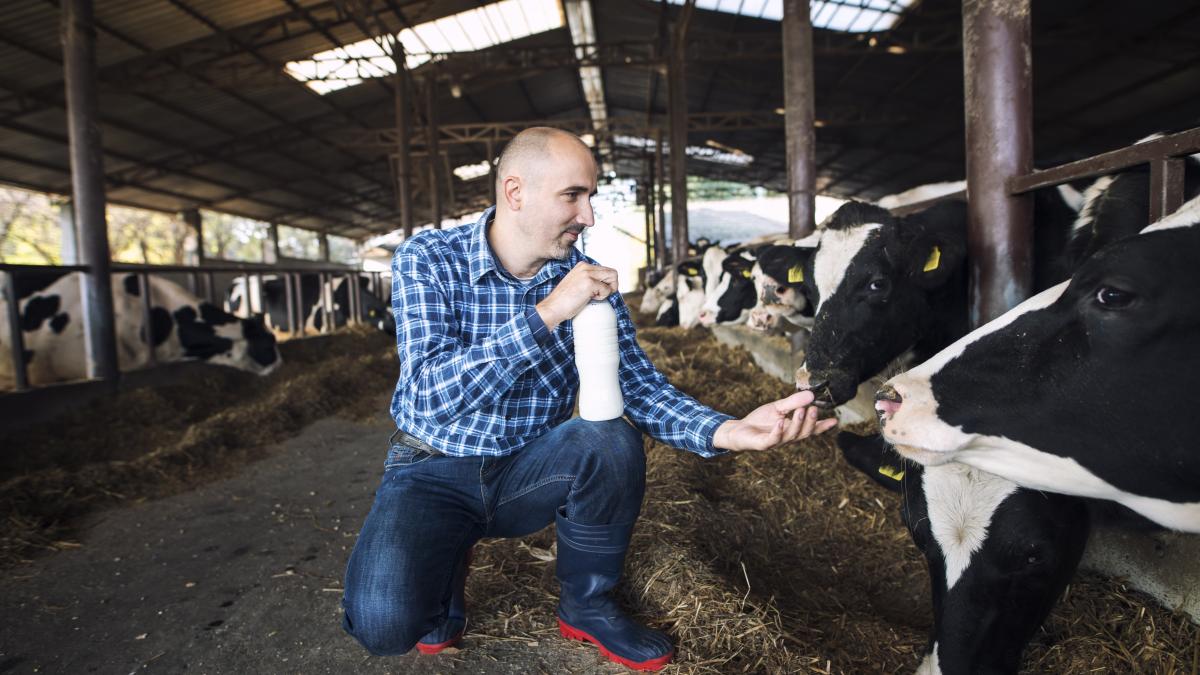 crescator-de-vaci_90330700