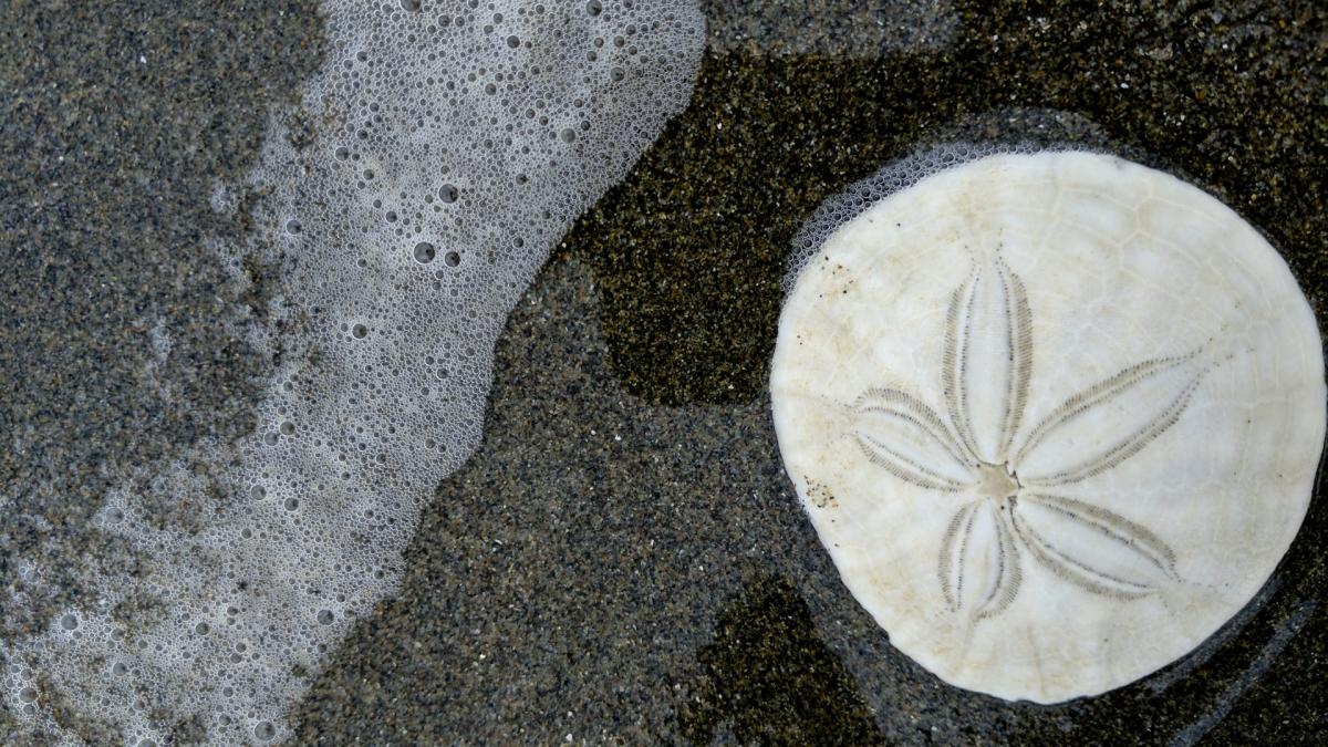 dolar-de-nisip_26351000