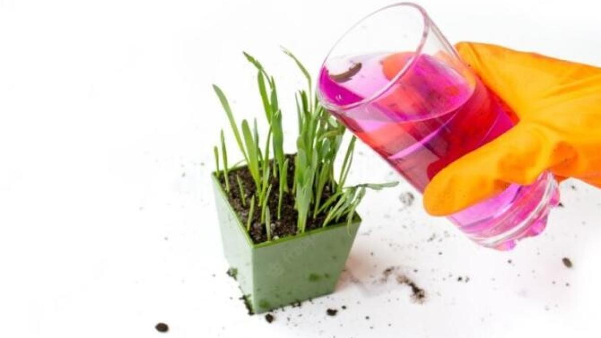 niciun-ingrasamant-nu-poate-inlocui-permanganatul-de-potasiu_33772500