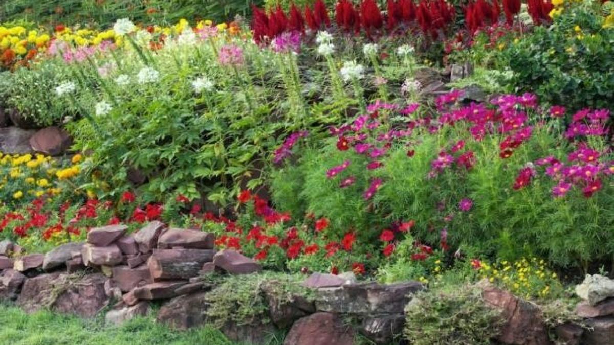 plantele-din-curte-vor-creste-mai-repede-cu-acest-truc-genial_36248800