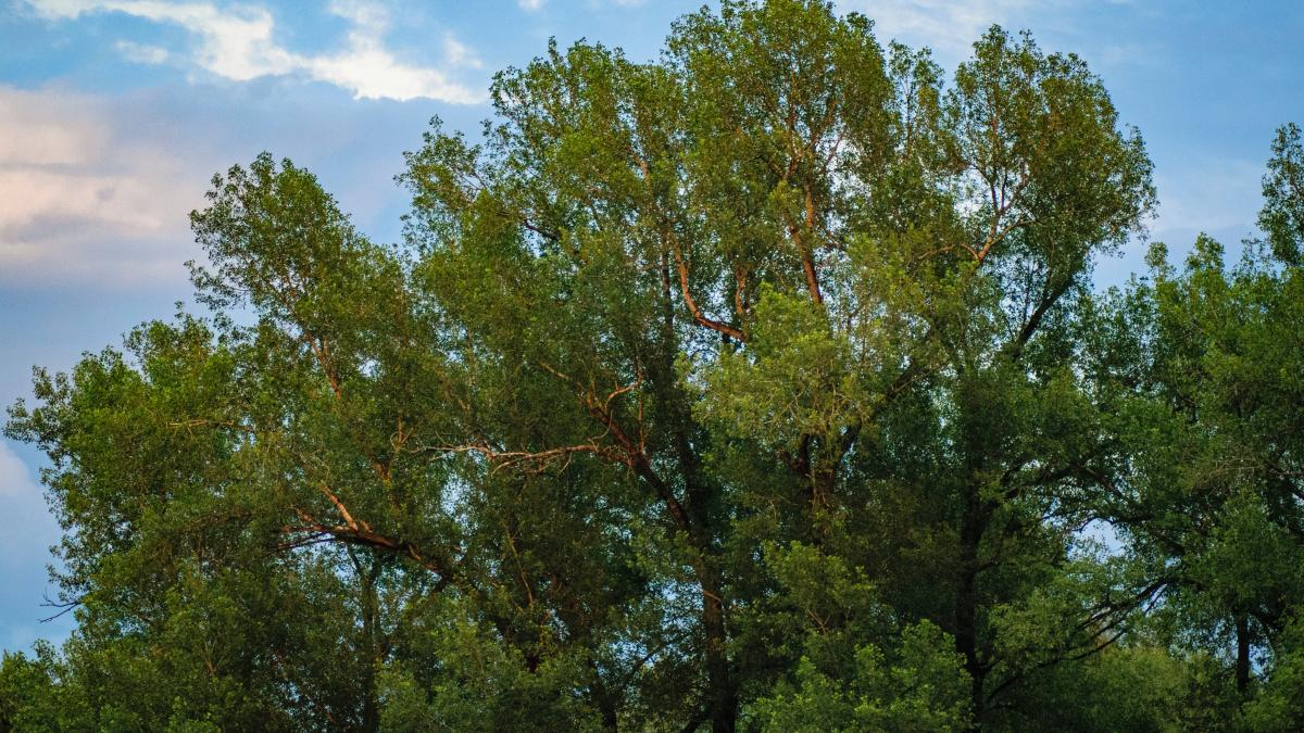 spatii-verzi-in-bucuresti_89101700