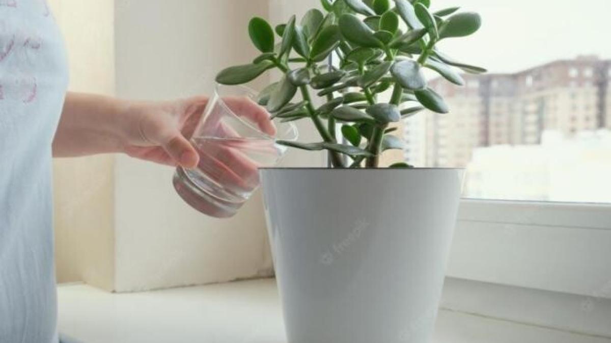 arborele-de-jad-va-inflori-si-va-parfuma-toata-casa--daca-este-ingrijit-corect--iata-ce-trebuie-sa-faci_38526800