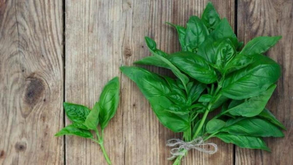 pune-busuioc-si-sare-intr-un-borcan--acest-truc-este-de-nepretuit-in-bucatarie_57808800