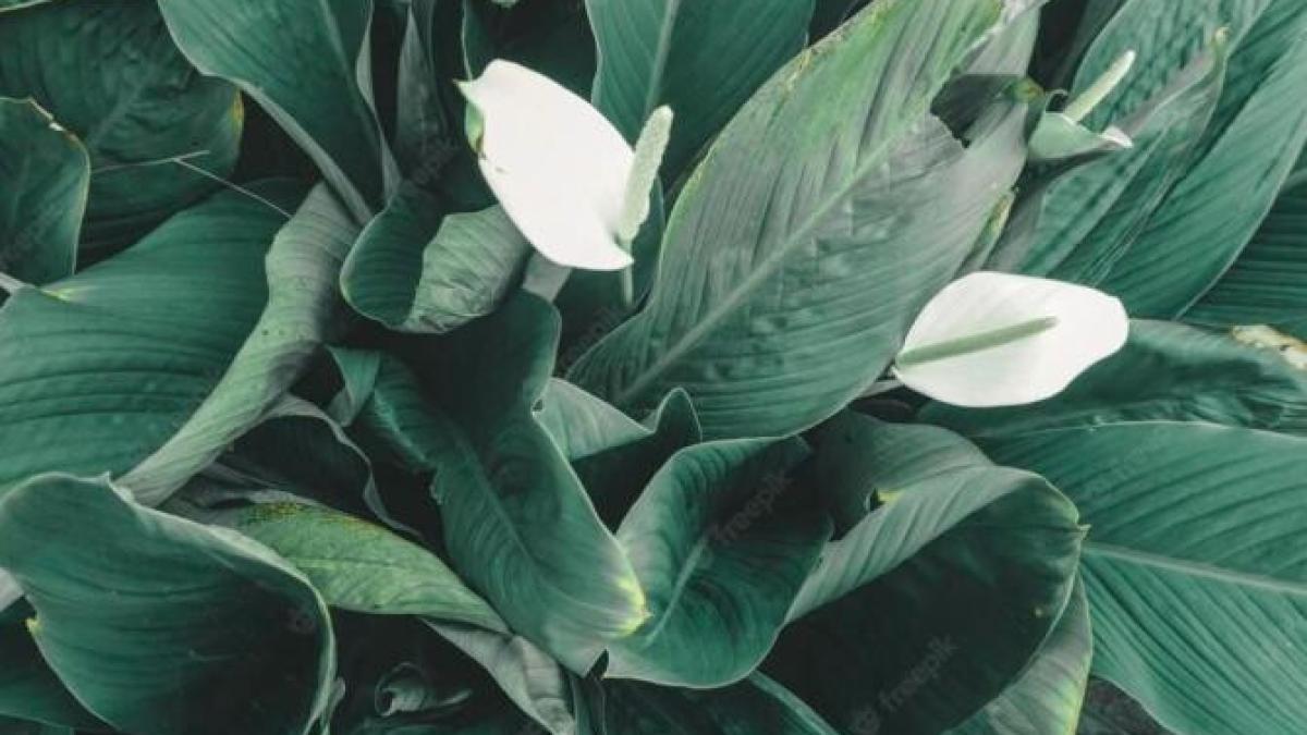 crinul-pacii-se-ofileste-si-ii-cad-frunzele--poti-salva-planta-daca-vei-urma-cateva-sfaturi_92246800