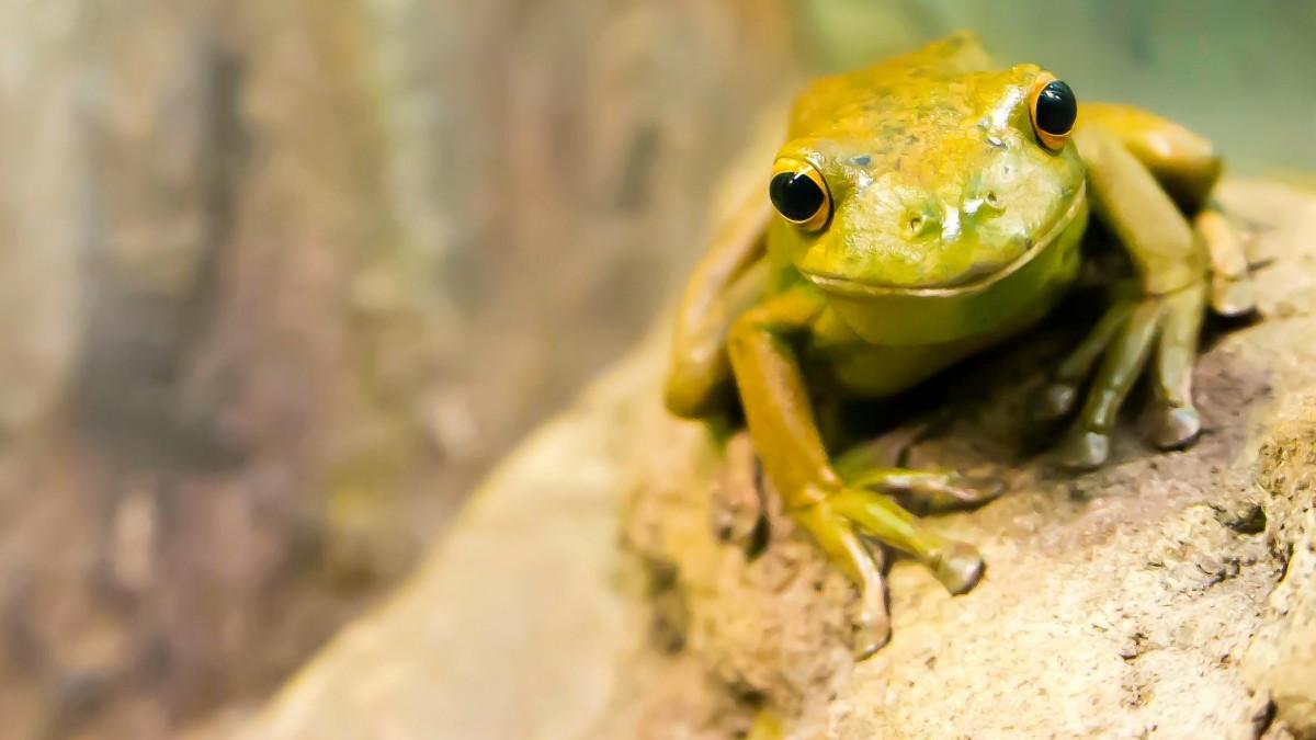 broasca-de-lac_03448700