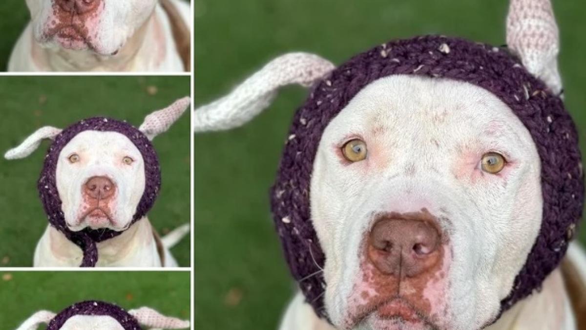 urechi-tricotate_70515300