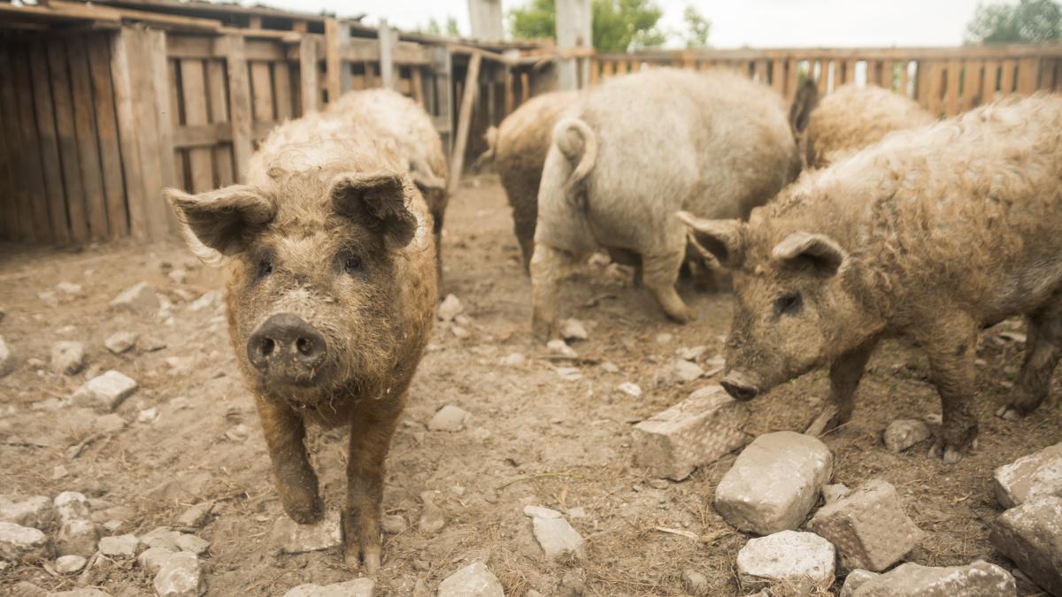 cati-porci-pe-cap-de-gospordar_06417300