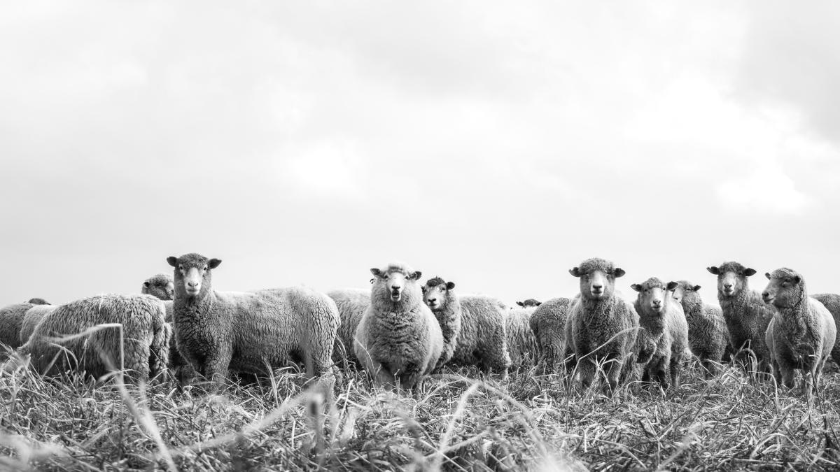 turma-de-oi-spulberata-de-tren_64084400