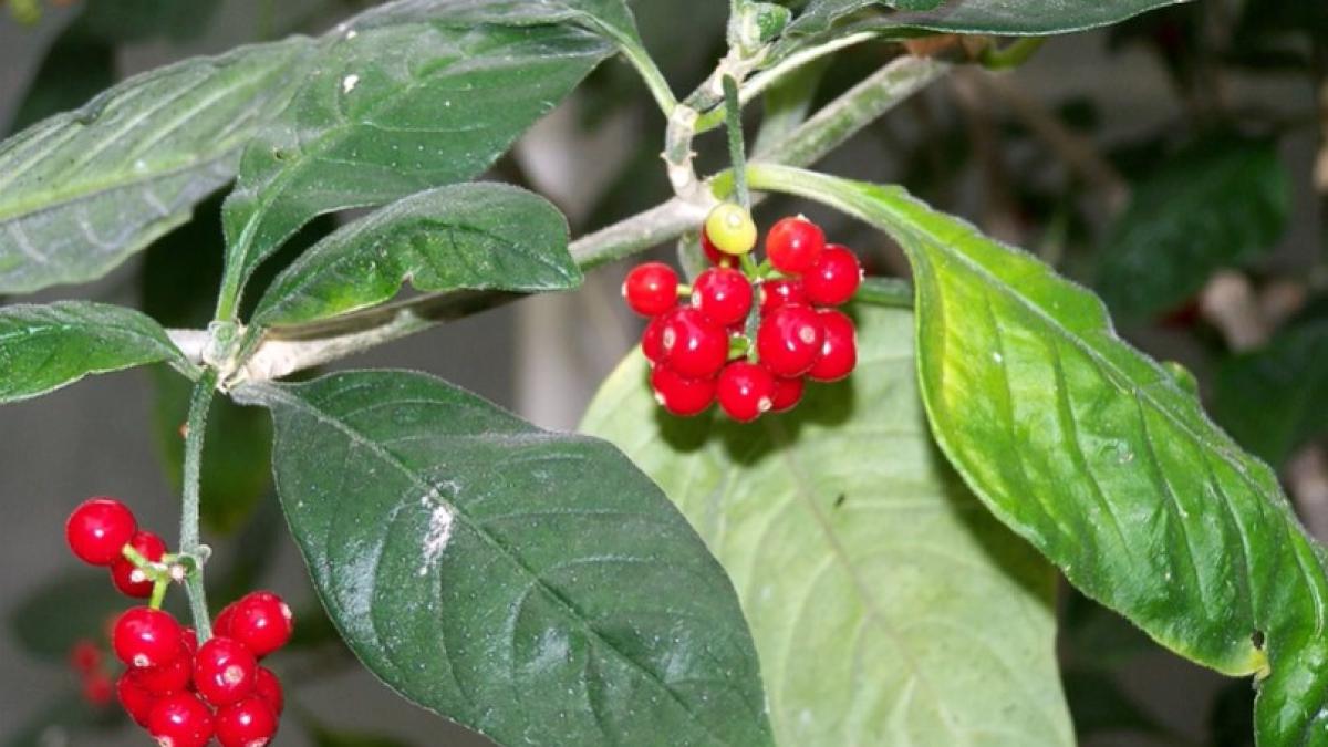 planta-folosita-de-secole-ca-antiinflamator--la-fel-de-eficienta-ca-ibuprofenul-proprietatile-sale-sunt-confirmate-stiintific_76143000