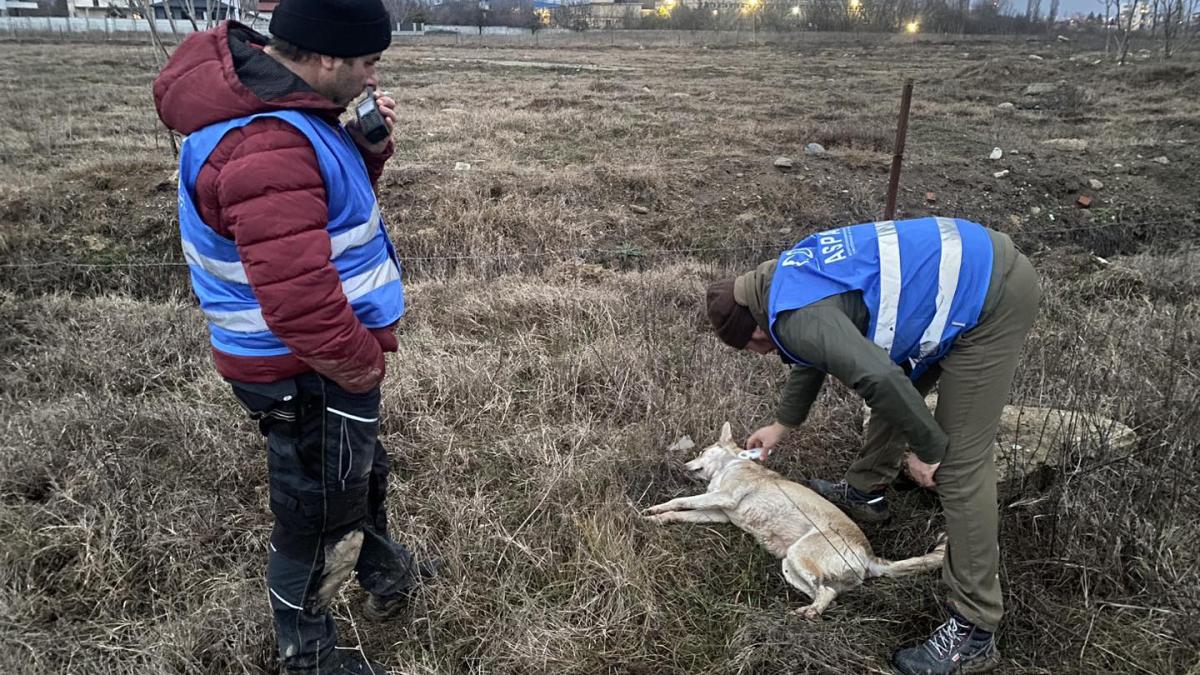 caini_aspa_prinzatori_fb_18358700