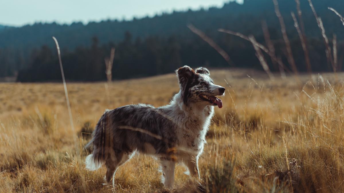 caine-sectorul-6-pexels-los-muertos-crew-6836433_07157900