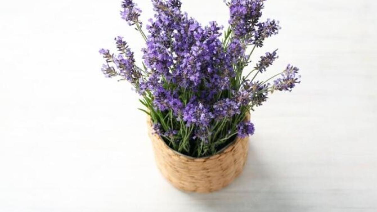 cultiva-levantica-pe-pervaz-sau-balcon--trucurile-gradinarilor-pentru-ca-planta-sa-creasca-sanatoasa-si-luxurianta_72616100