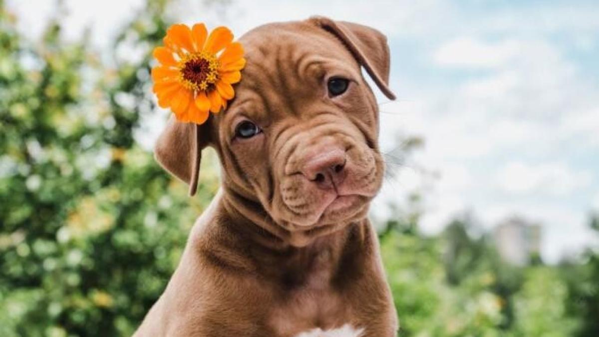 boli-si-afectiuni-pe-care-le-pot-mirosi-cainii--comunica-cu-patrupedul-tau-si-vei-iesi-dintr-o-depresie-profunda_03272100